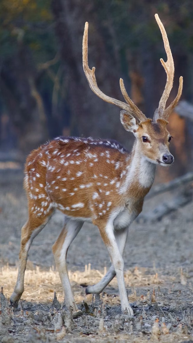 Wildlife experience